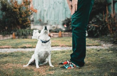 e-collar technologies et-300 mini educator remote dog training collar manual