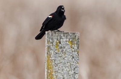 birds of new york field guide