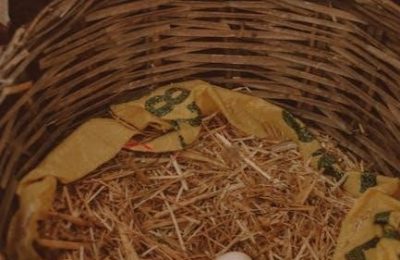 chicken nesting box plans pdf